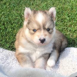 Rocky - Wolf sable male Pomsky puppy in Londonderry, New Hampshire from Kristie’s Husky Haven