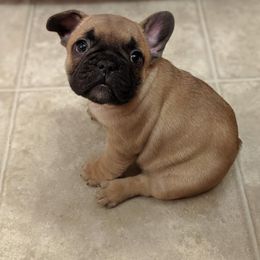 French Bulldog Puppies from Oui Oui Kennels