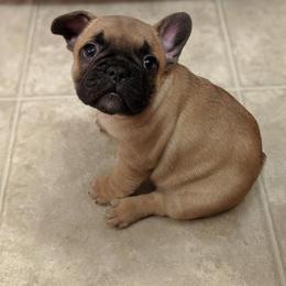 French Bulldog Puppies from Oui Oui Kennels