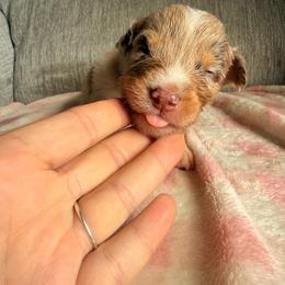 Cillian - Red merle male Australian Shepherd puppy in Worcester County, Massachusetts from O’Kejas  Kennel