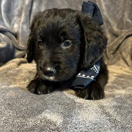 Boy 1 - male Golden Mountain Dog puppy in Montrose, Michigan from Spraggins Sweet Acres
