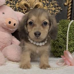 Minnie Mouse - Cream female Dachshund puppy in Collins, Georgia from Liberty Longhair Dachshunds