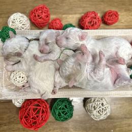 Poodle puppies from Sandy Creek Kennels