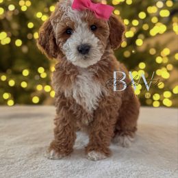 Maple - Red  female Goldendoodle puppy in Amarillo, Texas from Blackwater Doodles