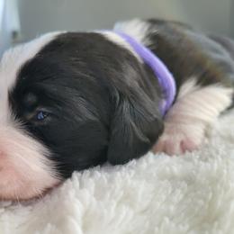 Bruno - Black tri-color male Assorted Doodle Crosses puppy in Blackfoot, Idaho from Lucky Pup Meadows