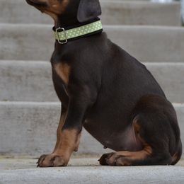 Doberman Pinscher Puppies from Obsidian Kennels