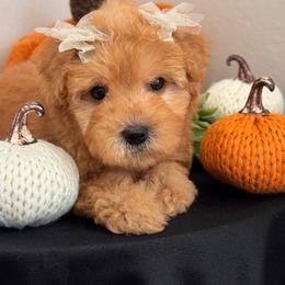 Girl 2 - Apricot female Maltipoo puppy in Bakersfield, California from Silvia's Maltipoos