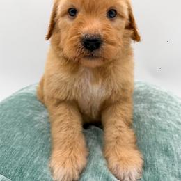Lightning - Apricot female Goldendoodle puppy in Sunman, Indiana from Brunsman Country Doodles LLC