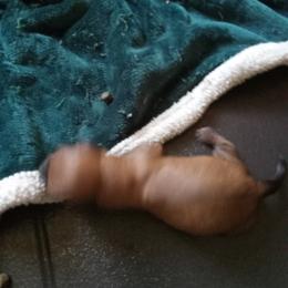 Boy 2 - Red male Dachshund puppy in Warrenville, South Carolina from Sherman's Dachshunds