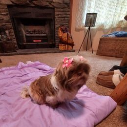 Ginger - Shih Tzu