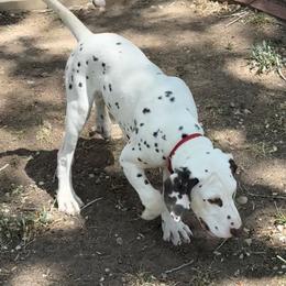 Will - White and liver brown male Dalmatian puppy in Albuquerque, New Mexico from Storm & Blue's Dalmatian Pups