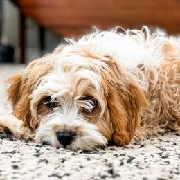 Teddy - Cavapoo