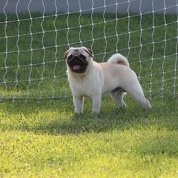 Kent - Pug
