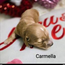 Carmella - Fawn (isabella) and tan female Dachshund puppy in Vacaville, California from SchmooterBabies