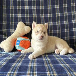 Truman (nickname) - Red and white male Siberian Husky puppy in Fairborn, Ohio from Haven of Free Spirits