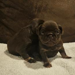 Girl 1 - Brown female Brussels Griffon puppy in Huntsville, Alabama from Tammy's Brussels