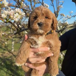 Willow - Apricot female Australian Labradoodle puppy in Ferndale, Washington from Annie's Doodles
