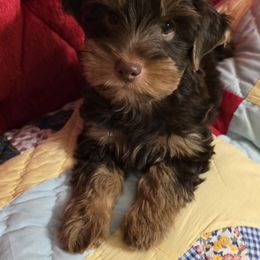 Yorkshire Terrier Puppies from Furever Love Yorkies TX Panhandle