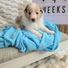 Blue - Blue merle white and tan male Shetland Sheepdog puppy in Wapello, Iowa from Willow Rayne shelties and more