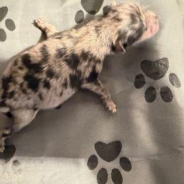 Boy 2 - Blue merle male Pomeranian puppy in Windham, Maine from New England Exotic Pomeranians