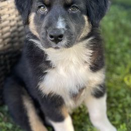 Australian Shepherd Puppies from Bedtime Story Australian Shepherds
