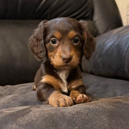 Chocolate Kiss - Chocolate and tan female Dachshund puppy in Hawley, Texas from Foxy’s Dachshunds & Toy Aussies