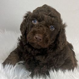 Coco - Brown and white female Aussiedoodle puppy in Clarkston, Washington from Aussiedoodle palace
