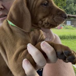 Boy 4th pick - Golden rust male Vizsla puppy in Boaz, Alabama from MountainTop Vizslas