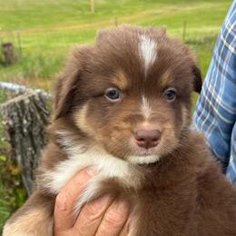 Colby-Bear - Red tri-color male Miniature American Shepherd puppy in Oak Hill, West Virginia from New River Gorgeous Puppies