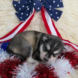 Cucumber - Gray and white female Siberian Husky puppy in Folsom, Louisiana from Geaux Fluffy