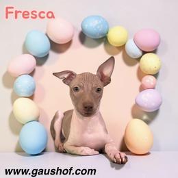 Fresca - White and chocolate female American Hairless Terrier puppy in Buckingham, Illinois from Gaus Hof