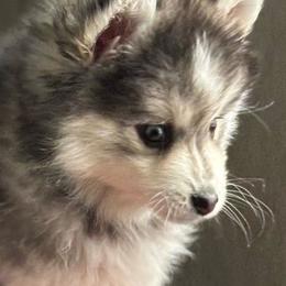 Sassy - Gray and white female Pomsky puppy in Cadillac, Michigan from JHS Pomskies