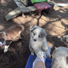 Opal - Blue merle female Border Collie puppy in Hopedale , Ohio from Whipple Farms