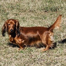 Patches - Dachshund