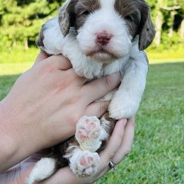 Saddle - Brown male Bernedoodle puppy in Hobgood, North Carolina from Four Kids’ Farms, LLC