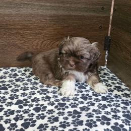 Trixy Boy 1 - Liver male Shih Tzu puppy in Meadows Of Dan, Virginia from Walt’s Shih Tzus