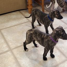 Whippet Puppies from Whippety Split