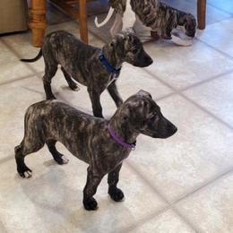 Whippet Puppies from Whippety Split