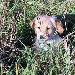 Golden Retriever Puppies from Mountain View Farms - World Class Golden Retrievers