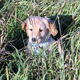 Golden Retriever Puppies from Mountain View Farms - World Class Golden Retrievers