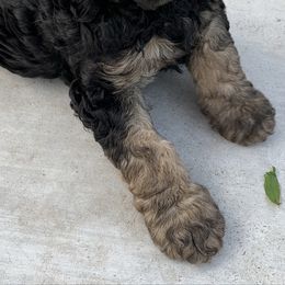 "Le" Poodle Puppies from Heartland Poodles and Doodles