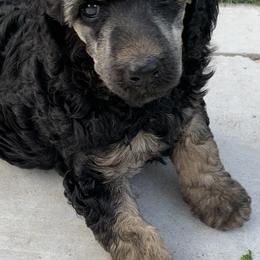 "Le" Poodle Puppies from Heartland Poodles and Doodles