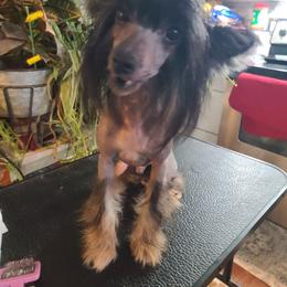 Lucifer - Black white and tan male Chinese Crested puppy in New Castle, Pennsylvania from Long Haul Cresteds & Long Rotts