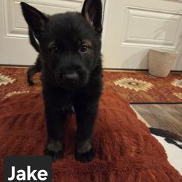 Jake - Sable male German Shepherd puppy in Cave City, Arkansas from Bayou Valley Shepherds and American Hunt Terriers