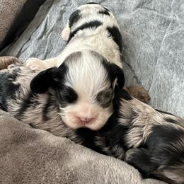 Blue - Black white and tan male Cocker Spaniel puppy in Hayward, California from Villa Coco