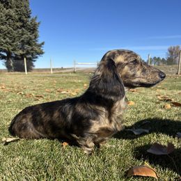 Lainey - Dachshund