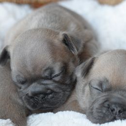 French Bulldog and Goldendoodle Puppies from Fox Run Farm