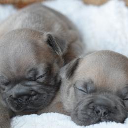 French Bulldog and Goldendoodle Puppies from Fox Run Farm