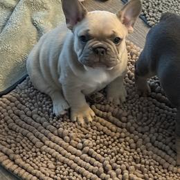 French Bulldog Puppies from Foster Lake Frenchies