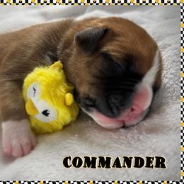 Boxer Puppies from Vincent's Pride Boxers ~ Dudley's Dream Boxers